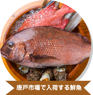 唐戸市場で入荷する鮮魚